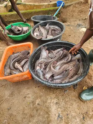 Catfish I Breed