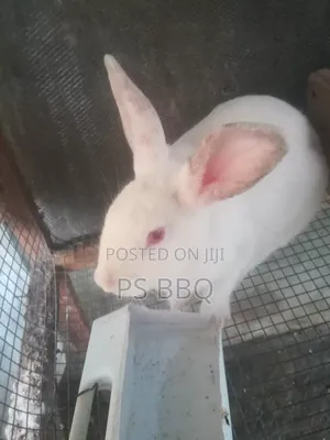 Rabbit Available in Different Breeds