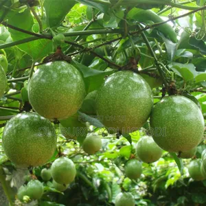 Passion Fruit Seedling