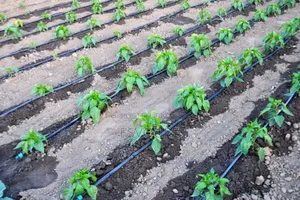 Drip Irrigation Installation