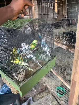 Pair of Budgies Parrots