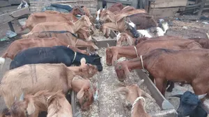 Affordable Goats /Sokoto Red Wad Available