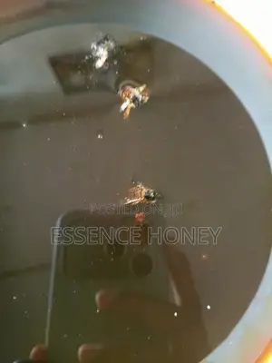 Pure Honey