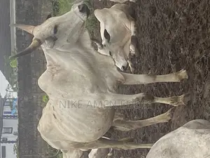 Cow's for Sell at Affordable Prices