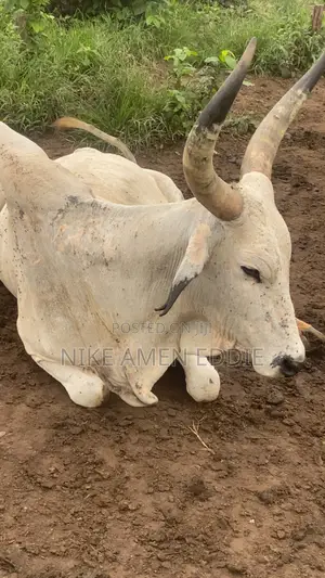 Well Feed Cow's