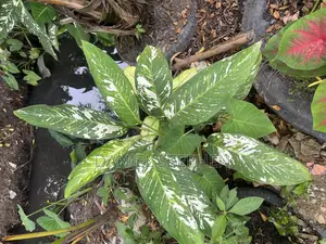 Dumb Cane . Beautiful Indoor Plant for Sell