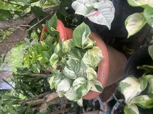 Golden Pothos for Sell