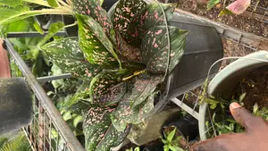 Indoor Plant for Sell in Lagos, Nigeria