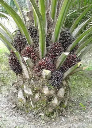 Premium High-Breed Tenera Oil Palm Seedlings Now Available