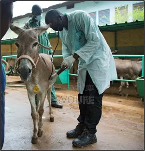 Expert Veterinary Services for Livestock Agriculture!