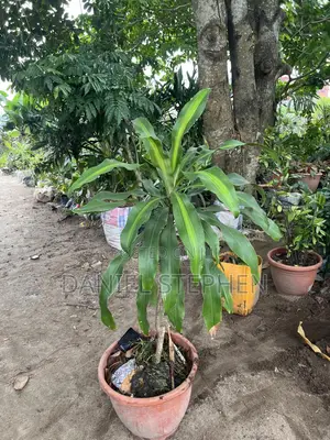 Variegated Dracena for Sale , Beautiful Indoor Plant for Sell