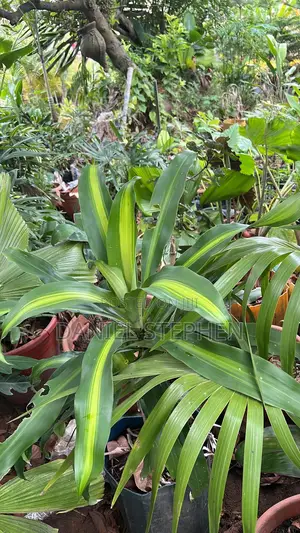 Beautiful Plant for Sell in Lagos