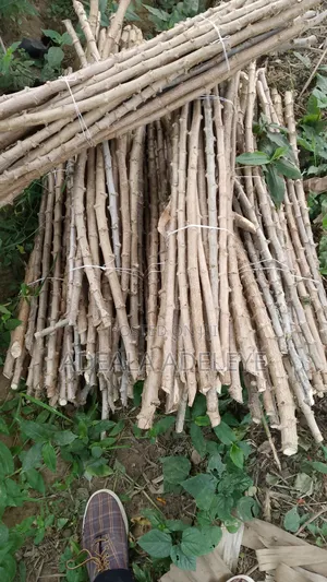 Am Dealing With Oil Palm Seedlings Cocoa Seedlings Cashew