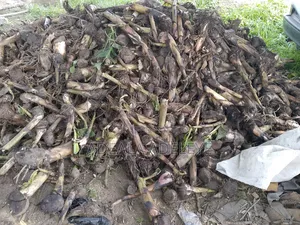 Am Dealing With Oil Palm Seedlings Cocoa Seedlings Cashew