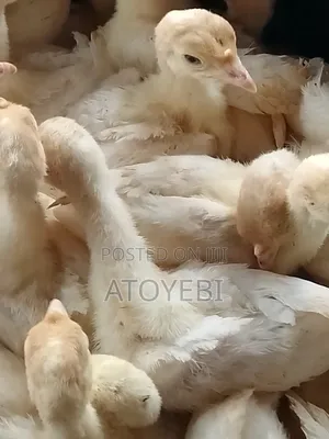 Invest In Imported Turkey