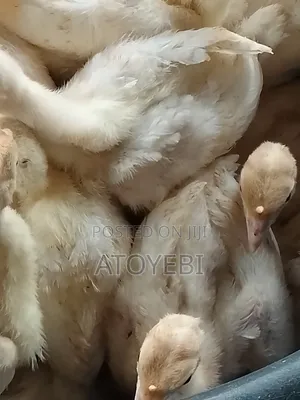 Invest in Imported Turkey and Have 50% of Your Investments With 6 Mont