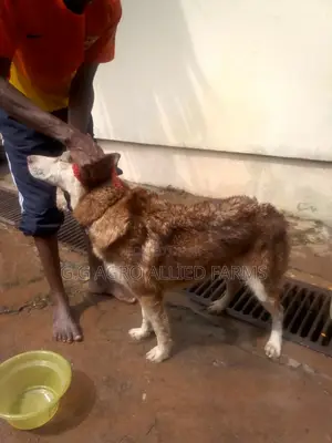 Pet Grooming, Fumigation Tick Bath