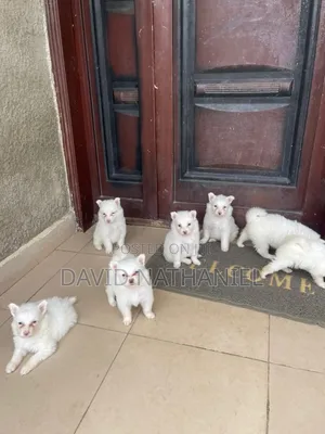1-3 months Female Purebred American Eskimo