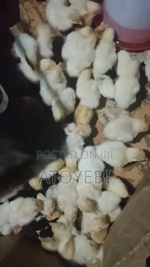 Invest in Farm With Me and Have Your 50% Within 6 Months
