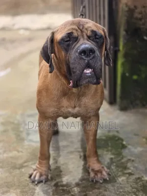 Boerboel Stud (Crossing) Service
