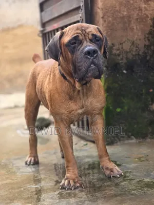 Boerboel Stud (Crossing) Service