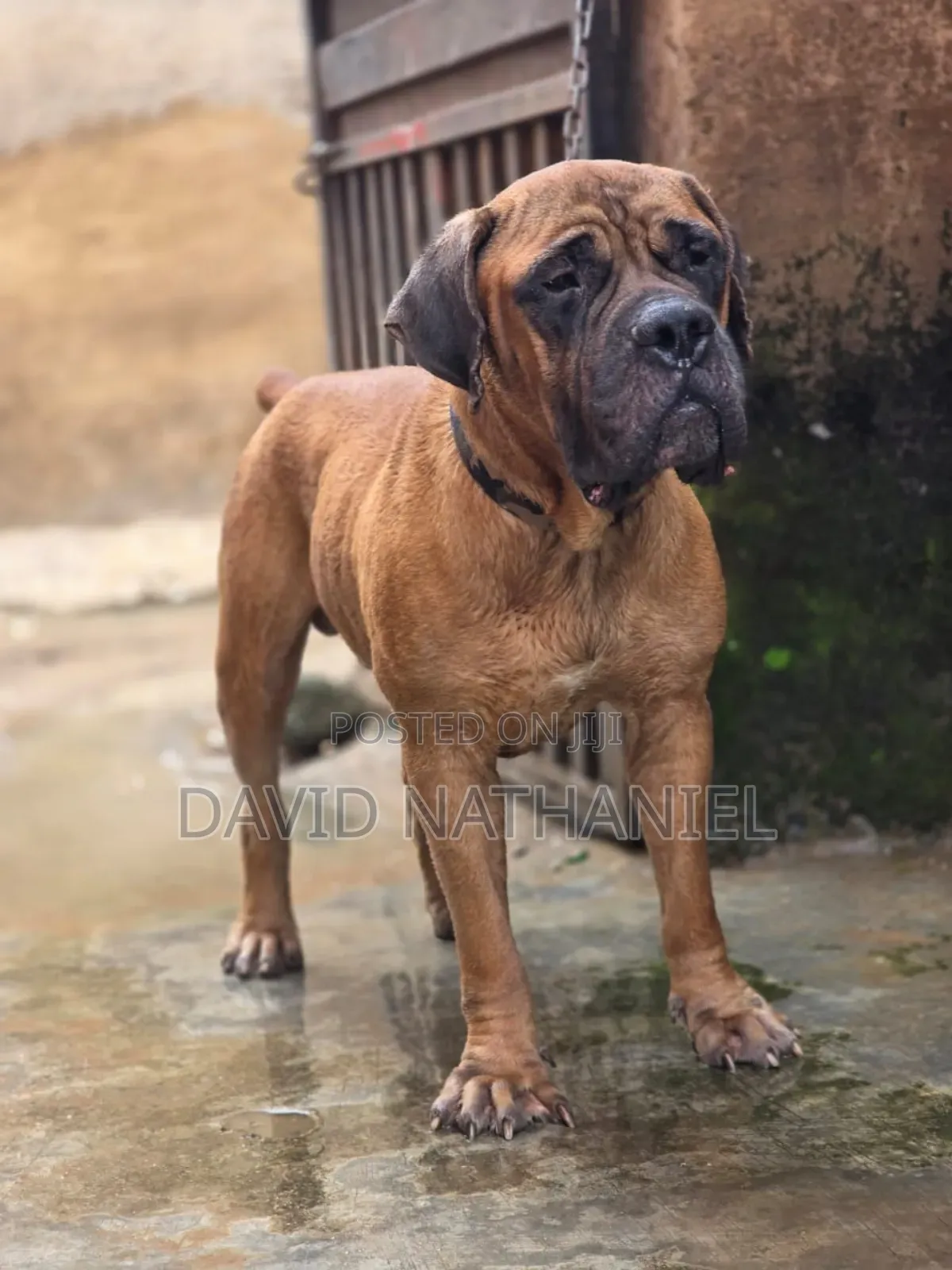 Boerboel Stud (Crossing) Service
