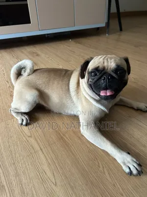 Quality Pug Male for Stud Service in Abuja
