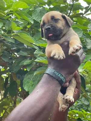 1-3 months Female Purebred Boerboel