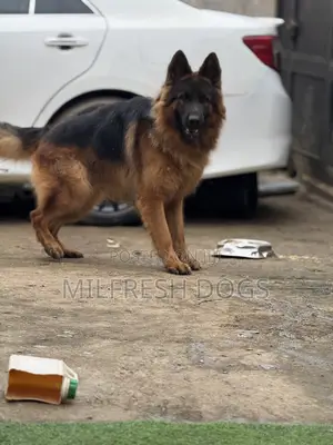 1+ year Male Purebred German Shepherd