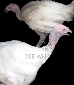 Matured Foreign Turkey