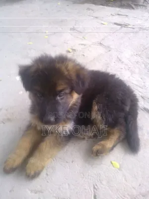 1-3 months Female Purebred German Shepherd