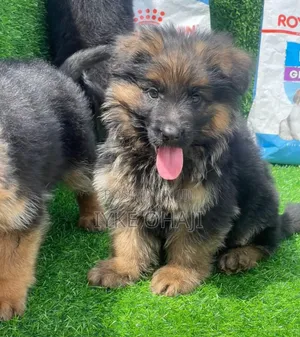1-3 months Male Purebred German Shepherd