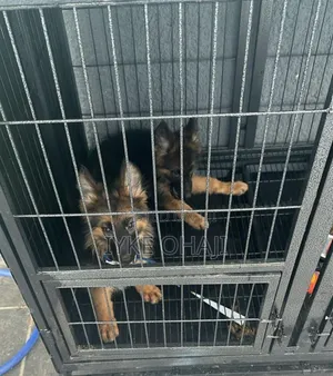 1-3 months Male Purebred German Shepherd
