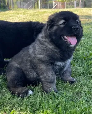 1-3 months Female Purebred Caucasian Shepherd
