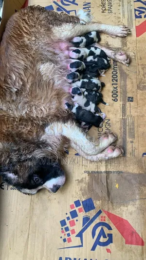 Quality Saint Bernard Stud Available for Stud Service