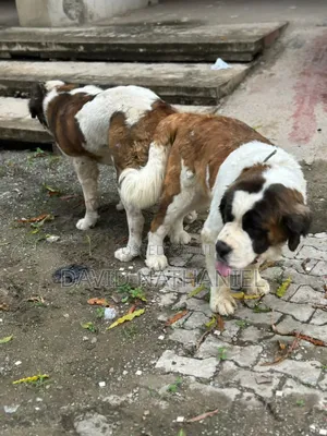 Quality Saint Bernard Stud Available for Stud Service