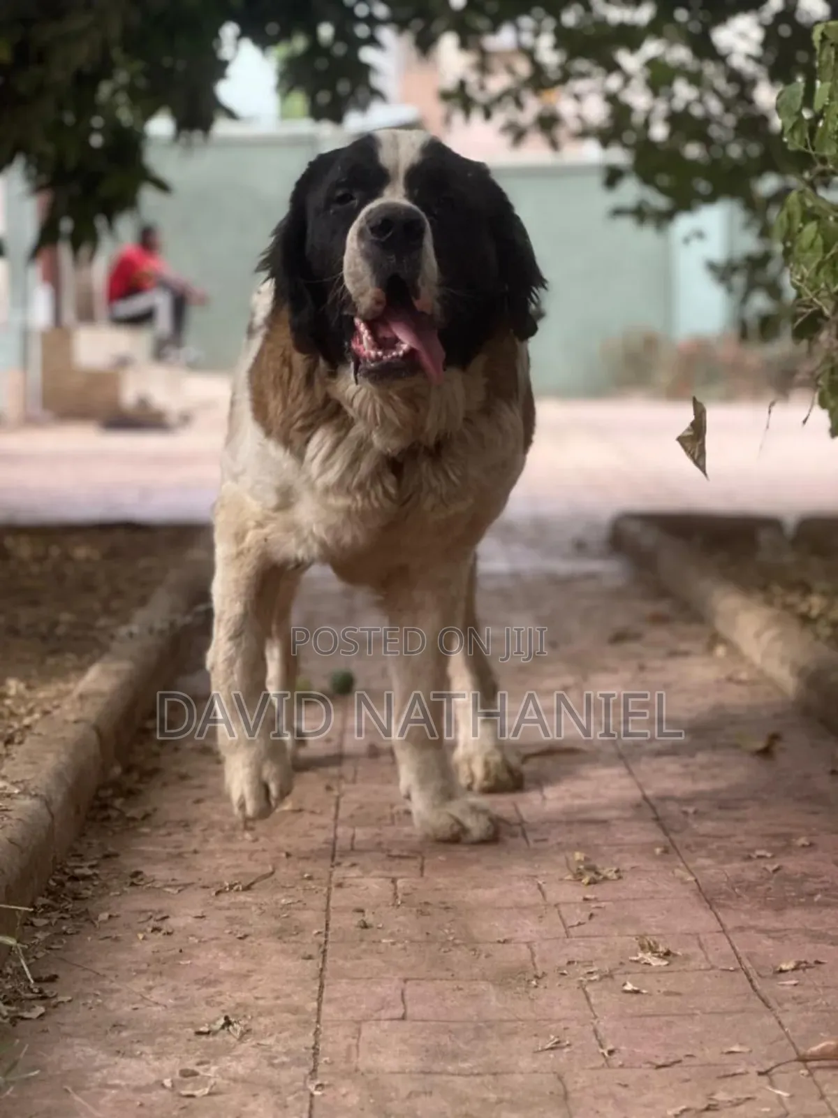 Quality Saint Bernard Stud Available for Stud Service