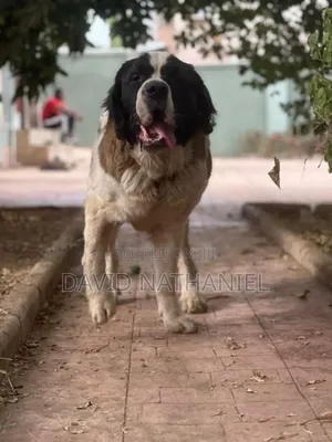 Quality Saint Bernard Stud Available for Stud Service