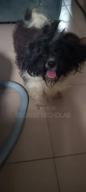 6-12 months Male Purebred Lhasa Apso