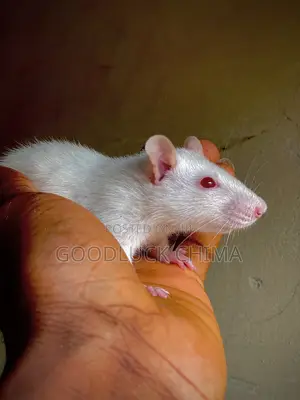 Wistar (Albino) Rats