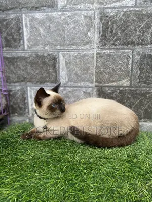 6-12 months Male Purebred Siamese