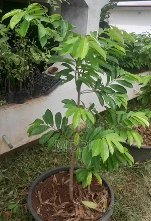 Soursop Saplings