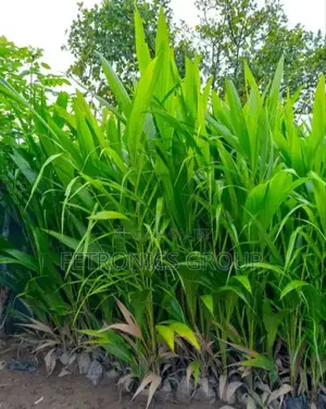 Palm Tree Seedling