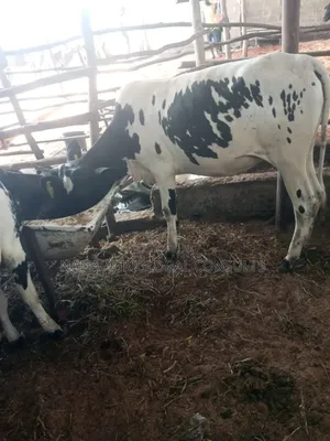 Young And Adult Friesian Holstein Diary Cattles (Foreign At Kaduna)