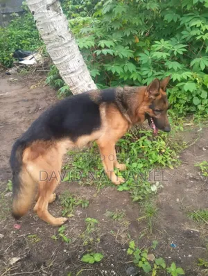 1+ year Male Purebred German Shepherd