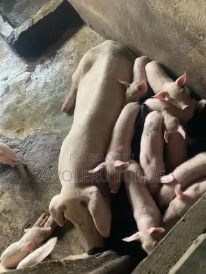 Pigs Available