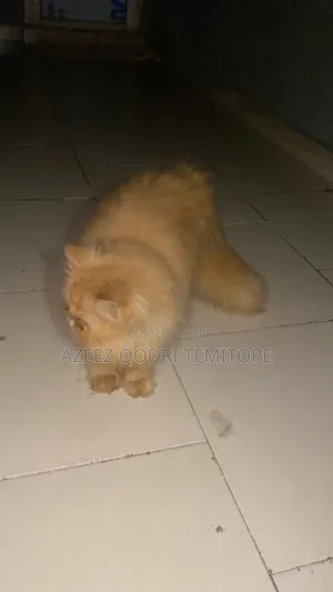 3-6 months Male Purebred Persian