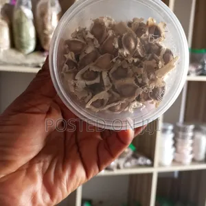 Moringa Seeds