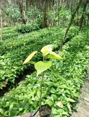 Healthy Cocoa Seedlings – Ready for Farm Planting