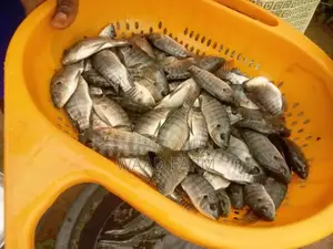 Tilapia Fingerling Juvenile Point of Lay and Broodstock